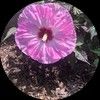 sim_sellsjewels